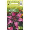 AGRONOM Tested in the garden AGRONOM | GIGLIO ASIATICO PURPLE DREAM | Bulbi da fiore perenni | Fiori bordeaux | Da piantare in autunno, per giardino, balcone e vaso | 2 bulboi