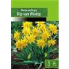 AGRONOM Tested in the garden AGRONOM | Bulbi Narcisi - RIP VAN WINKLE | Bulbi fiori perenni | Fiori Giallo | I fiori meravigliosamente profumati sono piuttosto grandi, solitari o concentrati | Confezione da 3 Bulbi fiori
