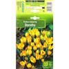 AGRONOM Tested in the garden AGRONOM | CROCUS - DOROTHY | Bulbi da Fiore Perenniali | Nero Fiori | Coltivati in Giardini Fioriti, Vasi o Piantati in Prati Fioriti | Bulbi di Croco | 10 Bulbi