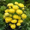 VIRIDIMANIA Bulbi di Ranuncoli | 6/7 cm di circonferenza | Bulbi provenienti dai migliori produttori Olandesi | Esclusiva selezione e controllo qualità | Fioritura garantita. (10 Ranuncoli GIALLO)