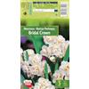 AGRONOM Tested in the garden AGRONOM | NARCISI - BRIDAL CROWN| Bulbi da Fiore Perenniali | Bianco Fiori | Fiori meravigliosamente profumati sono piuttosto grandi, singoli o raggruppati | Bulbi di Narciso | 3 Bulbi