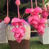 Generic Medinilla magnifica - crescita ornamentali decorazione selvatici in 100semi