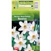 AGRONOM Tested in the garden AGRONOM | NARCISI - RECURVUS| Bulbi da Fiore Perenniali | Bianco Fiori | Fiori meravigliosamente profumati sono piuttosto grandi, singoli o raggruppati | Bulbi di Narciso | 3 Bulbi