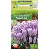 AGRONOM Tested in the garden AGRONOM | CROCUS - STRIPED BIRD | Bulbi da Fiore Perenniali | Porpora Fiori | Coltivati in Giardini Fioriti, Vasi o Piantati in Prati Fioriti | Bulbi di Croco | 10 Bulbi