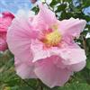 le Georgiche Vivai le Georgiche - Pianta vera di Hibiscus makinoi Ibisco di Okinawa, Malva di Makino - vaso Ø 15 cm - altezza alla vendita 30-40 cm