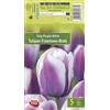 AGRONOM Tested in the garden AGRONOM | TULIPANI - PURPLE - WHITE | Bulbi Tulipani | Bulbi fiori perenni | Fiori Viola-Bianco | Sono piantati in giardini fioriti, in prati fioriti | I meravigliosi fiori | Confezione da 5 Bulbi