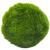 KAKI La Felicità è Nelle Piccole Cose Marimo Set sfuso diametro 2-3 cm - Originale e Certificato - Solo Marimo (1)