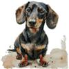 max stitch design Kit per punto croce contato con bassotto (3), 14 punti, cotone, 150 x 150 punti, 26 x 26 cm, kit mezzo punto ricamo per hobby adulti con cane