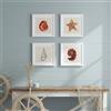 Nacnic Set 4 Stampe artistiche vintage quadrate. Rappresentazione conchiglie di mare. Immagini di spiaggia e oceano. Raffigurazioni della natura. Decorazioni domestiche o ufficio.