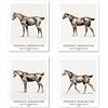 Berkin Arts Stampe da Parete Cavallo Senza Cornice, Set di 4 Poster, Carta artistici di alta qualità Taglia: 28x35 cm, Vintage elegante animale minimalista illustrazioni per Ufficio Frederic Remington Poster