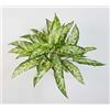 artplants.de Aglaonema Artificiale Asmara, Verde-Bianco, 50cm | con 36 Foglie - Cespuglio Decorativo/Decorazione per Interni