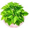 FARYODI Lampadina avocado Vaso in vetro per fiori, semi di avocado, vaso di avocado, vaso per piante, per avocado e castagne, per la casa, per interni ed esterni (rosa)