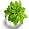 FARYODI Vaso per coltivazione di avocado, in vetro idroponico, per semi di avocado e castagne, vaso idroponico in vetro per fiori, vaso da fiori trasparente, vaso da tavolo decorativo per soggiorno e tavolo