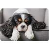 GrAtka Zerbino da esterno, Zerbini antiscivolo per ingresso interno, Tappetino per patio esterno 40x60 cm, Cane Cavalier King Charles Spaniel
