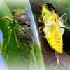 Wodsty Shadow Cicada 7,5 cm Esca dura da pesca con amo per dolci e | Zikade Hard Bait - Esca artificiale per pesca a spinning in plastica ABS, 7,5 cm, 14 g, per acqua dolce e acqua salata