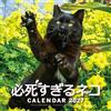 Tatsumi Publishing Calendario 2027 Hisshi Sugiru Neko Masayuki Oki gatto che prova troppo duro...