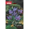 Blumen Bulbo zafferano Blumen 10 pz