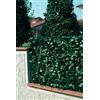 - Recinzione in PVC con foglie Lauro e rete 150x300 cm verde