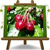 EURO PLANTS VIVAI Ciliegio Dolce Bigarreau Moreau pianta da frutto Età 2 anni | su vaso da 20 cm. - Altezza 150-170 cm.