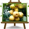 EURO PLANTS VIVAI Nashi Shinseiki Pianta da Frutto Antico Età 4 Anni | Antica varietà - Vaso 26 cm Altezza 180-200 cm