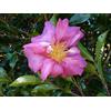 Generic 1 PIANTA CAMELIA SASANQUA CHERYLIN ARBUSTO SEMPREVERDE RESISTENTE AL FREDDO