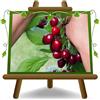 EURO PLANTS VIVAI Ciliegio Dolce Celeste Pianta da Frutto Età 4 Anni | Vaso 26 cm Altezza 180-200 cm