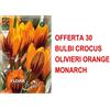 Generic BULBI AUTUNNALI OFFERTA 30 BULBI CROCUS OLIVIERI ORANGE MONARCH BULBI BULBS BULBES