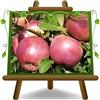 EURO PLANTS VIVAI Melo Fuji Pianta da Frutto Età 4 Anni | Varietà Antica - Vaso 24-26 cm Altezza 170-200 cm