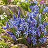 VIRIDIMANIA Bulbi da Fiore Autunnali Olandesi | Selezione di Bulbose a Fioritura Primaverile | Ottima Qualità e Fioritura Garantita (12 Bulbi di SCILLA BIFOLIA)