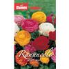 Blumen bulbi Ranuncolo colori misti confezione da 10 bulbi