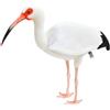 HANSA NUOVO PELUCHE HANSA bianco Ibis BH8192 uccellino realistico peluche 54 cm fau...