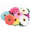 smr 50/100 Pezzi di Fiori Artificiali in Seta Gerbera per Decorazioni Murali, Accessori da Sposa, Matrimoni, Scrapbook, Decorazioni per la Casa, Regali Fai-da-Te
