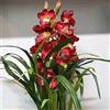 UYKOJMDR Cymbidium,Vari Colori,perenni,Splendente e vivace,Ambiente Paesaggistico,Decorazione del giardino.-3Cymbidium pezzo-L