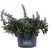 eGarden.store Pianta vera di Bugola - Ajuga Reptans o Erba di San Lorenzo fiori vari colori tappezzante ornamentale da esterno venduta da eGarden.store (Chocolate Chips)