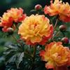 Nyugs Peonia, rizomi di Peonia resistenti, rizomi perenni da giardino, piantagioni di peonia rari da giardino-c-2 rizomi
