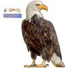 Generic Falco Spaventapasseri per giardini Appeso Finto Gufo Esca per spaventare gli Dispositivo repellente per piccioni