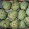 le Georgiche Vivai le Georgiche - Pianta vera di Annona cherimola El Bumpo Cherimoya, Mela alla crema - altezza alla vendita 140-160 cm