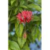 le Georgiche Vivai le Georgiche - Pianta vera di Hibiscus schizopetalus Lanterna giapponese, Ibisco ragno, Ibisco corallo - altezza alla vendita 100-120 cm