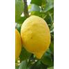 Generico Pianta di Limone Quattro Stagioni (Lunario o Carrubaro) in Vaso 20 cm - Innesto Basso