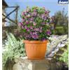 Bama Vaso terra d. 15 terracotta
