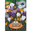 - Crocus Mixed 10 pz