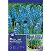 - Muscari Armeniacum 10 pz