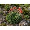 SaatPilot | Aloe polyphylla | 5 semi | Aloe a spirale | Aloe a spirale | Rosetta geometrica | Succulenta rara del Lesotho