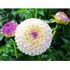 Generic Bulbi di dalia/zinnia bulbi,bulbi da piantare,fiori enormi,adatti per decorazioni domestiche,abbellimento di uffici,piantagioni di giardini,piantati in vaso o a terra