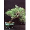 TROPICA - Pino domestico (Pinus pinea) - 6 Semi- Bonsai