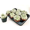 POWERS TO FLOWERS - SEMPREVIVO SEMPERVIVUM ARACHNOIDEUM VASO 11,5 CM DIAMETRO, 2 PIANTE, piante vere