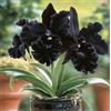 Sfdytg Eccellente Cymbidium Orchid, Perenne, Resistente - Giardini e Balconi, Adatta ai principianti-15bulbi-B