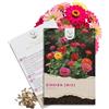 HAPPY SEED Mix di semi di stagno (zinnia) - Fiori estivi dai colori vivaci per l'aiuola, il balcone, la terrazza e come fiore di taglio in vasi