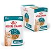 ROYAL CANIN AGEING 15+ Gravy | 12 x 85 g | Cibo umido per gatti dai 15 anni in su | Bocconcini in salsa