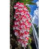 Sfdytg Mix Cymbidium Orchid, Perenne, Resistente - Giardini e Balconi, Adatta ai principianti-15bulbi-E